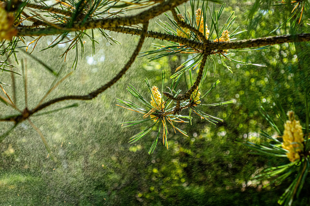 A pine releasing pollen into the wind